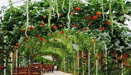 休閑農業規劃設計方法,讀完能省百萬設計費