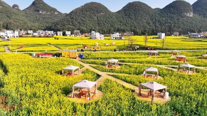 羅平:百萬畝油菜花海催生 &ldquo;花漾&rdquo; 經(jīng)濟 鋪就農文旅融合致富路