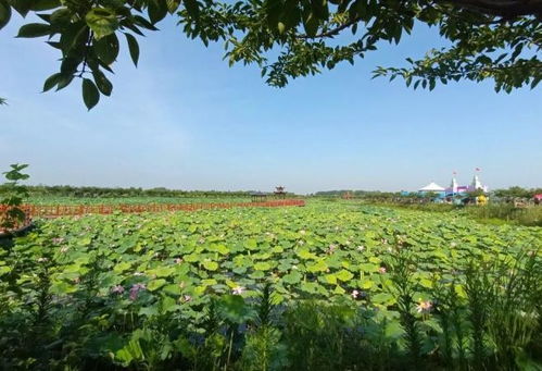 淮南大通區田園綜合體 推動 農業 旅游 融合發展