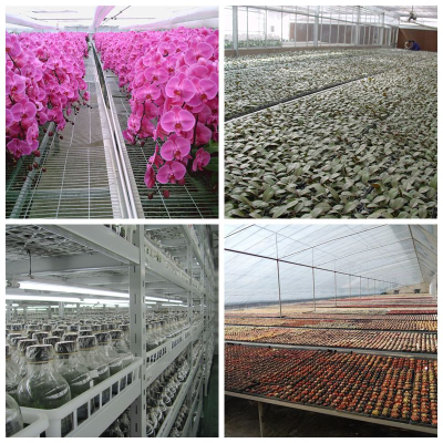 濟寧市科學技術局 縣區科技 踔厲奮發 篤行不怠--濟寧市(兗州)農高區助力鄉村振興