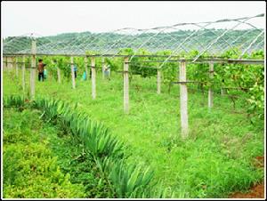 汾陽市賈家莊生態農業園