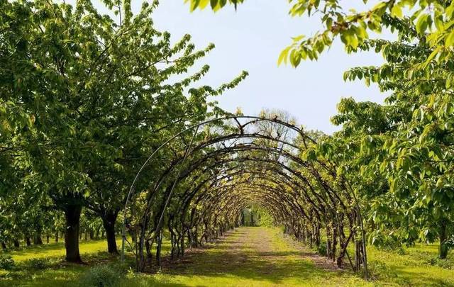 園林評(píng)論 | 品種漫談:論經(jīng)濟(jì)苗木的應(yīng)用及市場(chǎng)前景