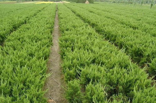 龍柏的病蟲(chóng)害防治