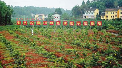 &ldquo;檸檬兄弟&rdquo;從競(jìng)爭(zhēng)到攜手共建的背后--成渝現(xiàn)代高效特色農(nóng)業(yè)帶這樣建