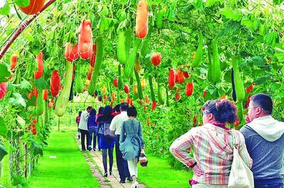 綏化釋放優勢潛力譜寫振興新篇章 綠色發展產業勃興與農業旅游開發