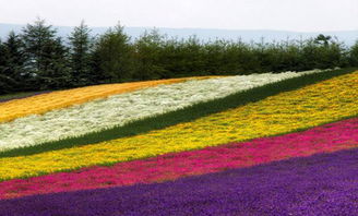 花卉農業項目新亮點 南通花田喜地農業旅游綜合體的多維發展探索