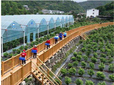 官山藍(lán)莓香滿園 產(chǎn)業(yè)融合繪就鄉(xiāng)村振興新畫卷